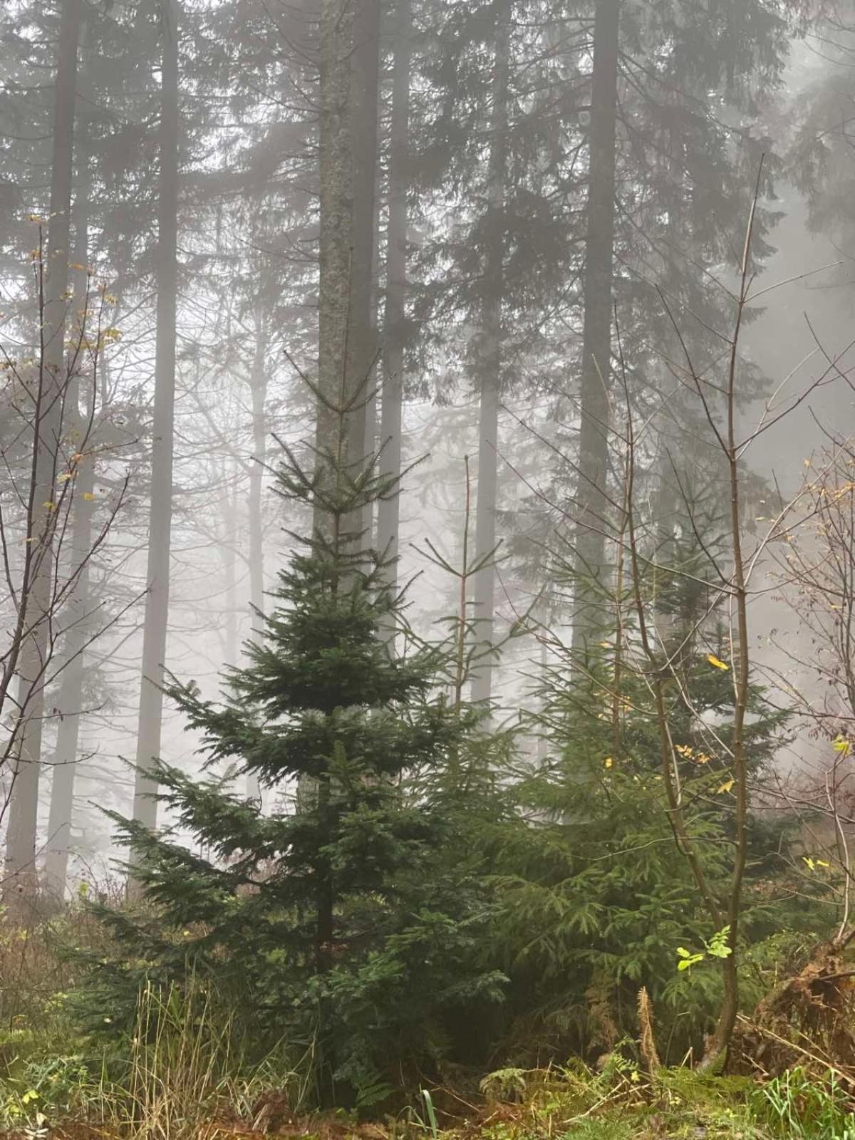 Bergwelt Kandel Hotel & Eventlocation Waldkirch Eksteriør bilde